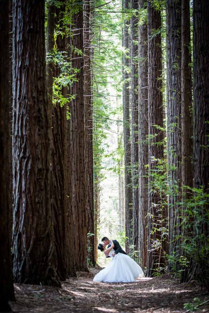 Redwood Forest, Warburton - Wedding Photography Yarra Valley